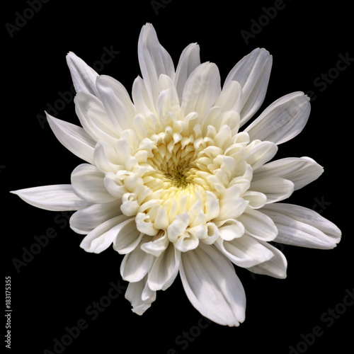 white chrysanthemum flower isolated on black background