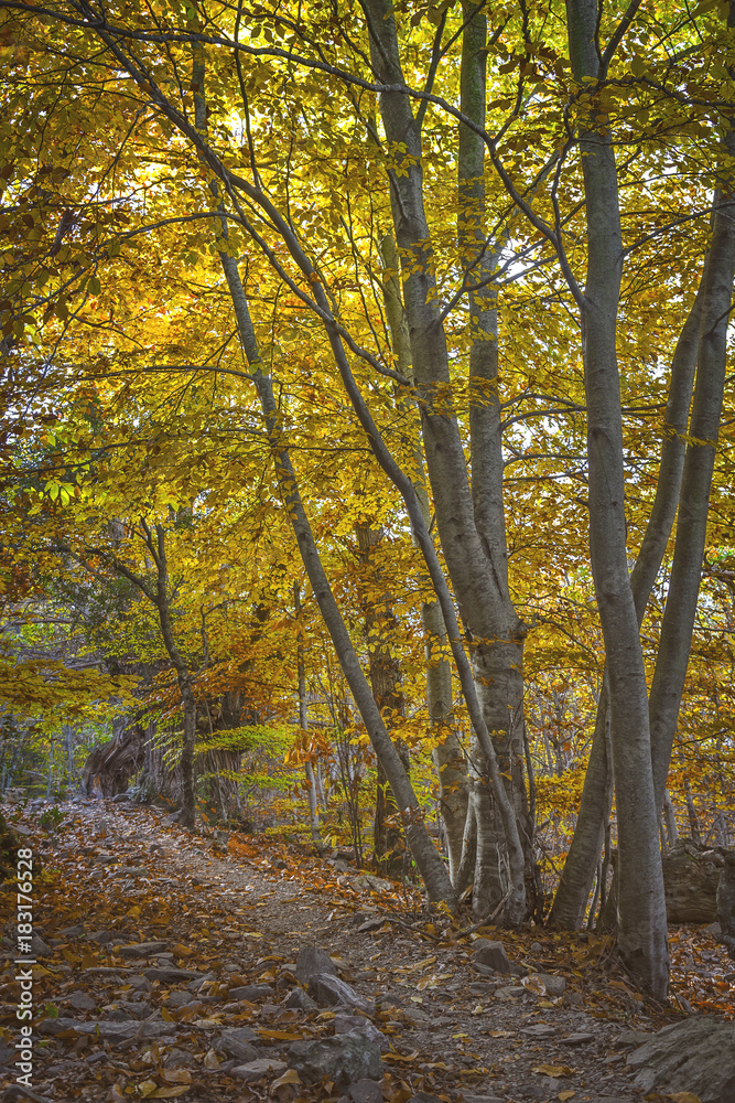 Fototapeta premium Beautifal autumn beech forest en mountain Montseny in Spain