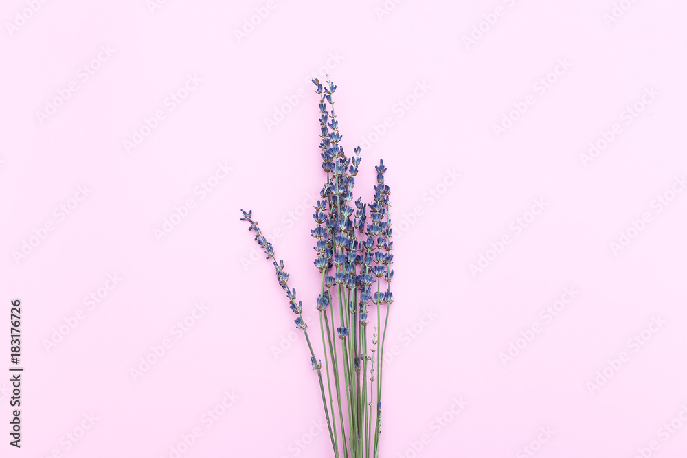 Fototapeta A bouquet of lavender on a pink background. Minimalism