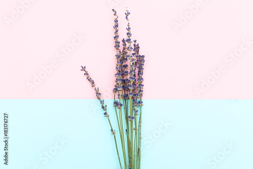 Twigs of lavender on a pink-blue background. Minimalism