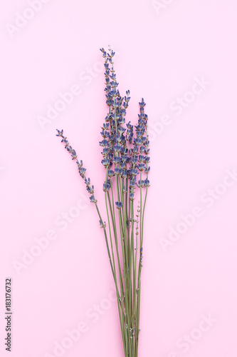 Twigs of lavender on a pink background. Minimalism