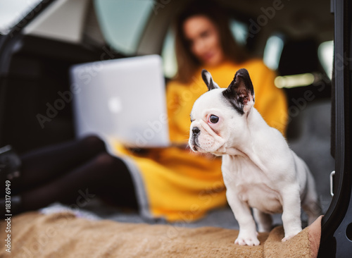 Close up of lovely cute little dog looking far away in front of a girl sitting in the back of a car and holding a laptop.