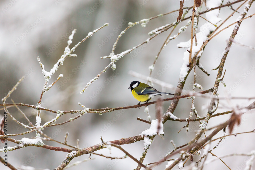 Great tit on a branch with frost Great tit on a branch with frost