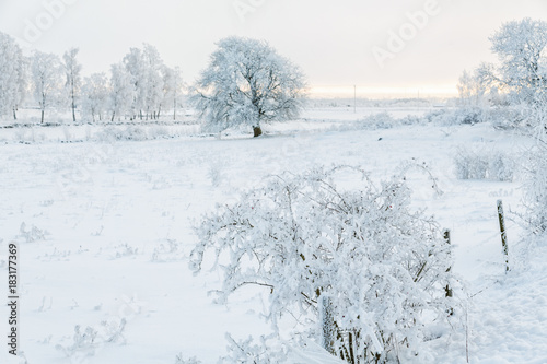 Pasture landscape with frosty trees and snow