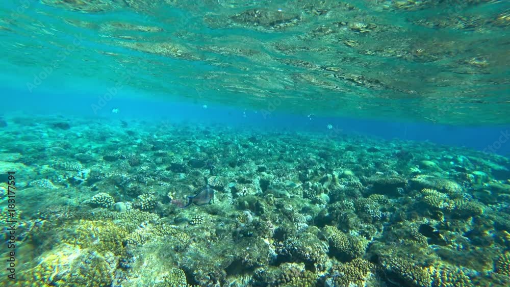 fish and coral reef fish and coral reef