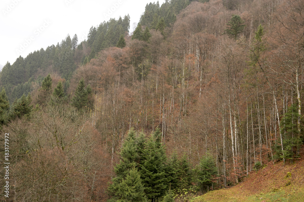 Beautiful pine forest in Switzerland Beautiful pine forest in Switzerland