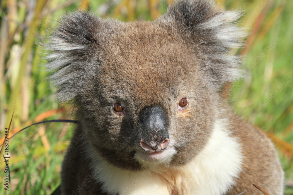 Naklejka premium wild free living Koala in green grass