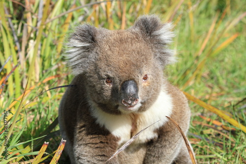 wild free living Koala in green grass