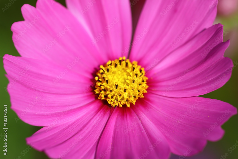 Cosmos flowers