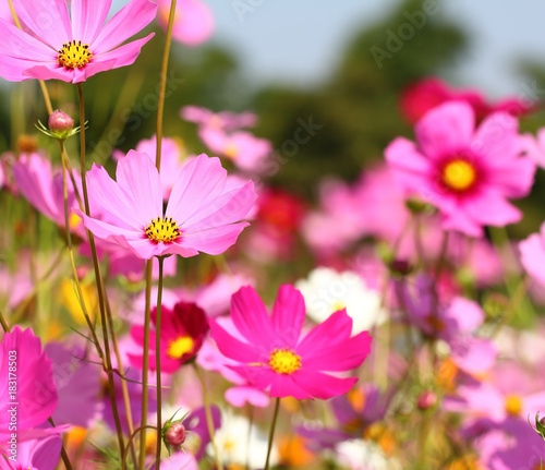 Cosmos flowers © thanwa