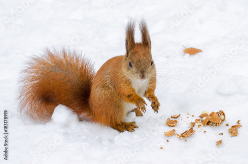 Close up cute red squirrel eating nut on snow in winter forest. Funny Hokkaido squirrel Ezorisu.