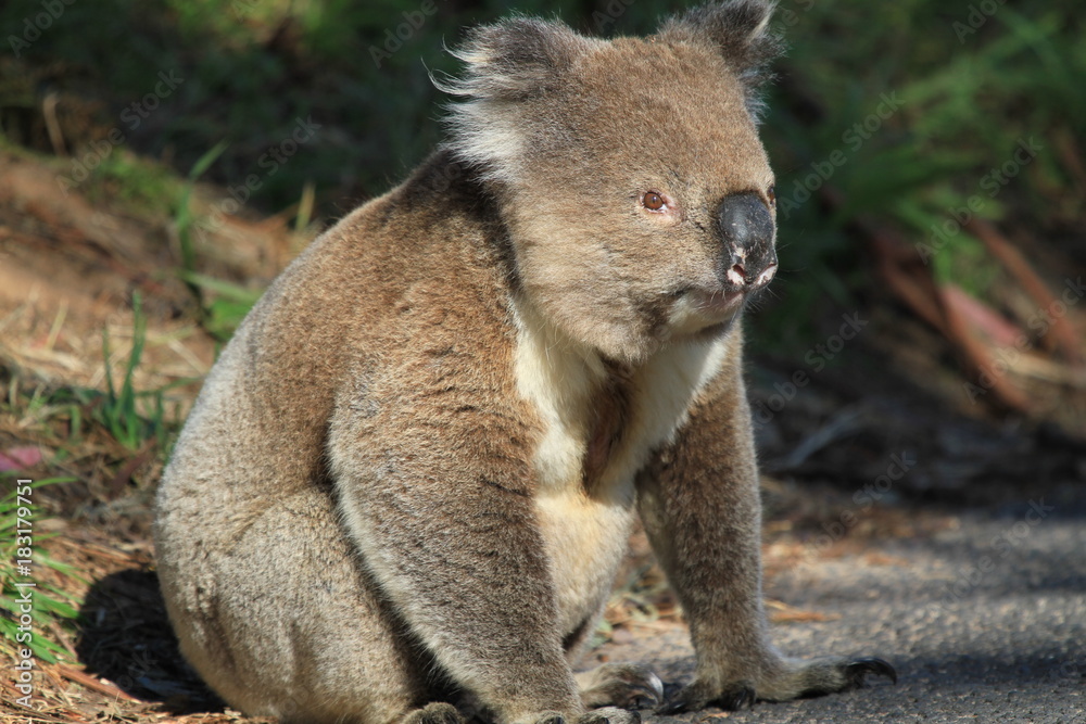Fototapeta premium wild and free koala walking over street