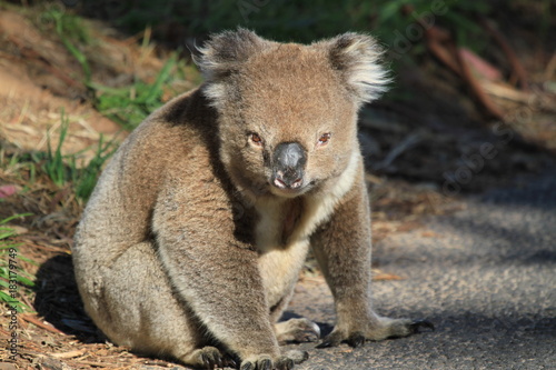 wild and free koala walking over street