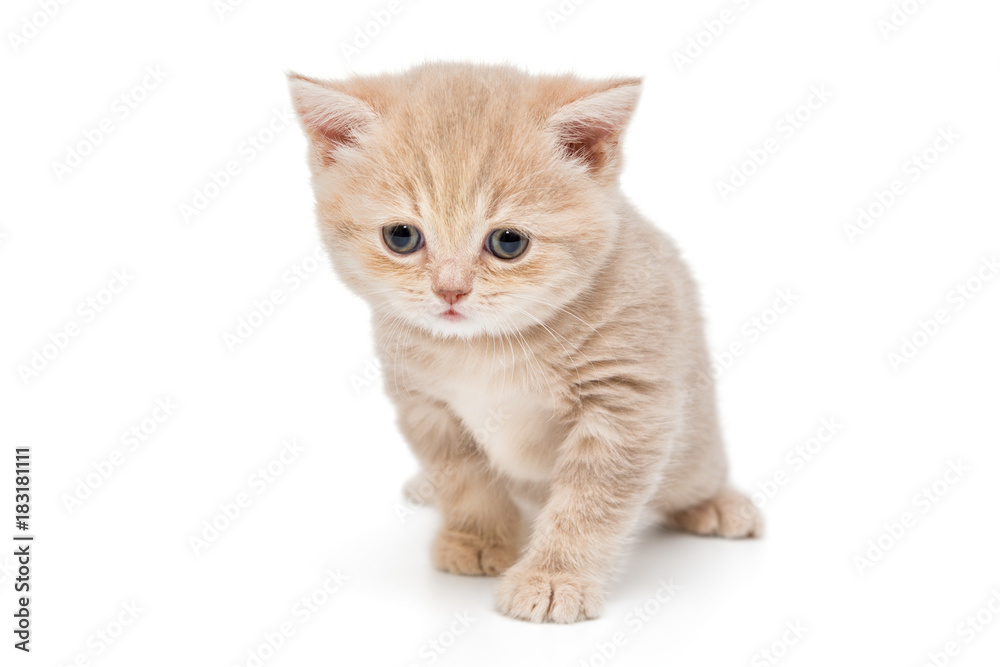 Obraz premium Small striped kitten breed British
