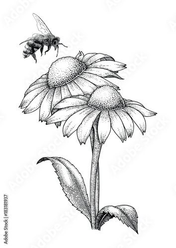 Bee with flowers hand drawing engraving style isolate on white background