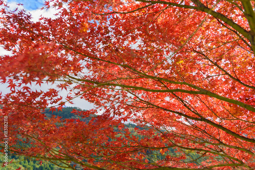 河内貯水池　秋の紅葉