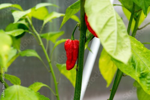 Hot Bhut Jolokia Ghost Chili peppers photo