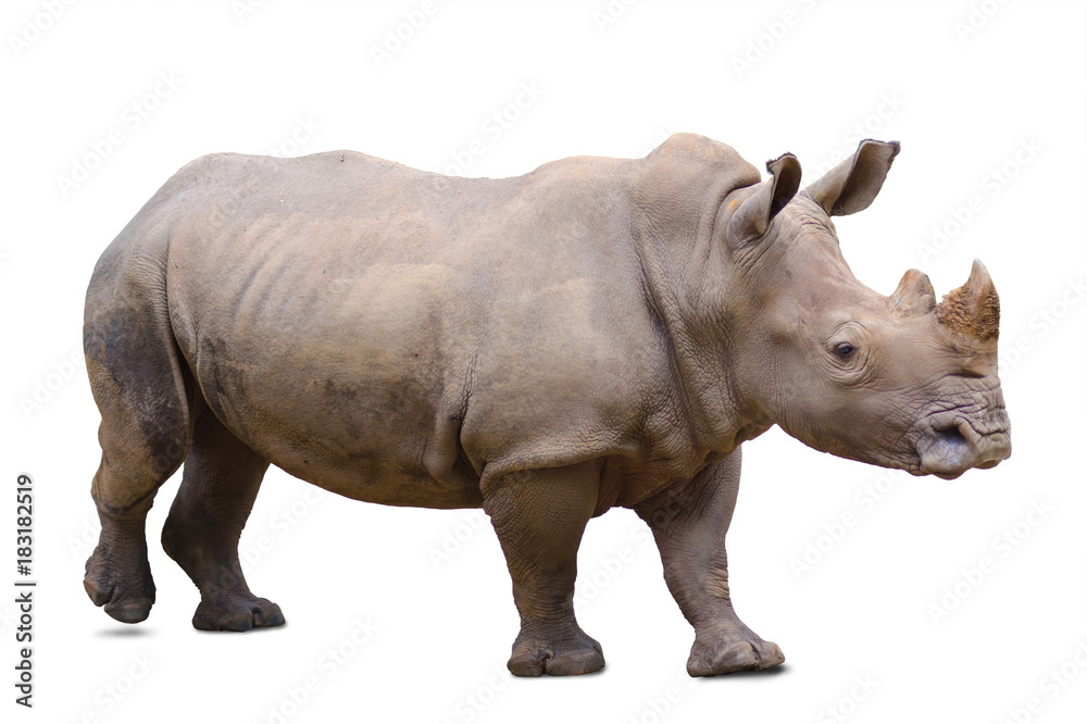 rhinoceros, isolated rhinoceros, isolated