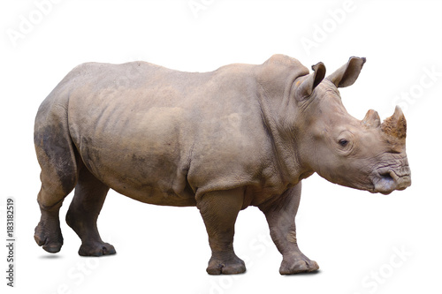 rhinoceros  isolated
