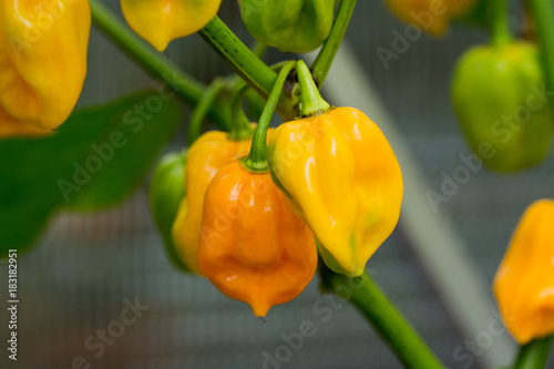 Hot Habanero peppers  and plant