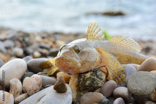 sea goby on the beach near the water photo