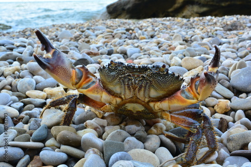 Black Sea stone crab on the beach