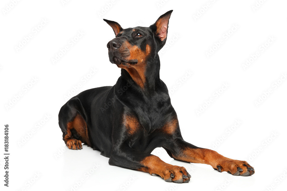 Doberman dog in front of white background Doberman dog in front of white background
