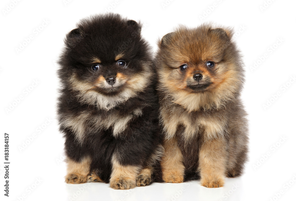 Spitz puppies. Baby animal theme Spitz puppies. Baby animal theme