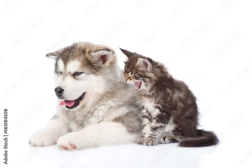 Yawning Maine coon cat and alaskan malamute dog together. isolated on white background