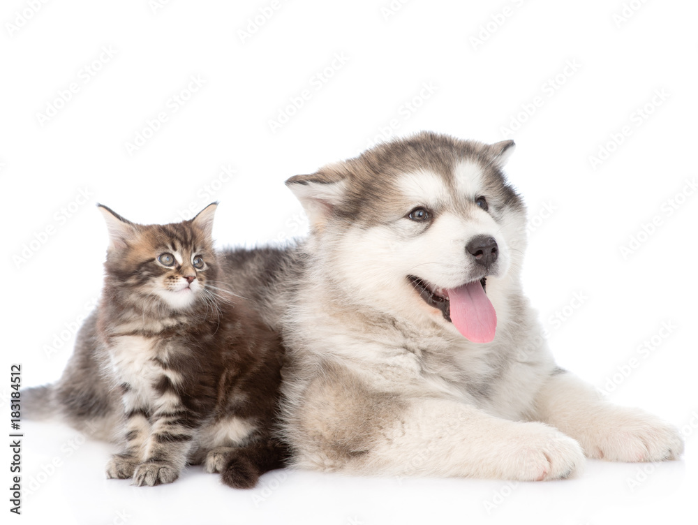 Maine coon cat and alaskan malamute dog together. isolated on white background