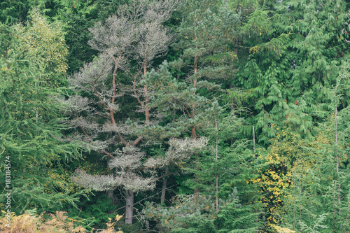Thick forest