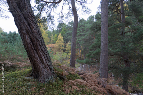 forest
