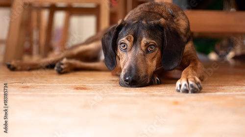 Brown dog laying down on the wooden surface ground