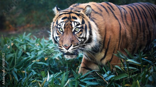 Close Up Portrait of Sumatran Tiger
