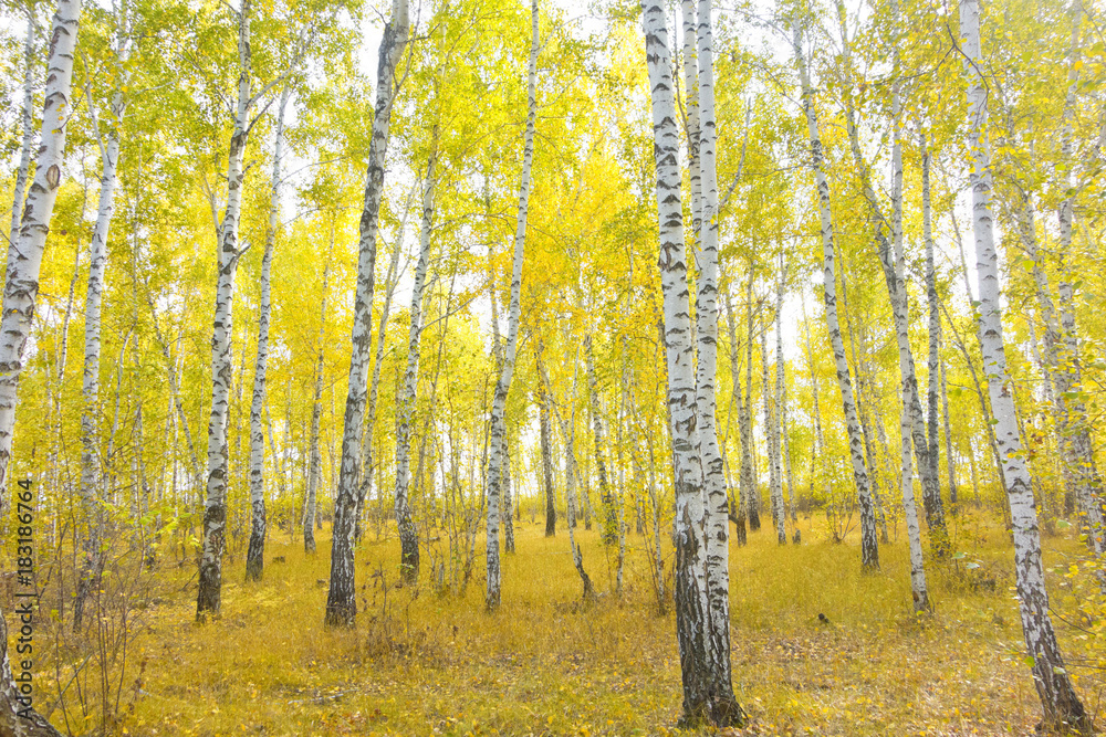 Fototapeta premium birch forest