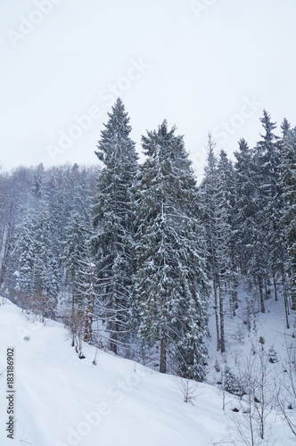 The snow covered the firs and the Carpathian mountains with a white veil. Winter in the Ukrainian Carpathians. The mountains are covered with coniferous forest. © romanklevets