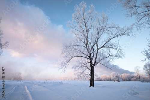 Snowy frozen landscape of sunrise on lakeside with trees 