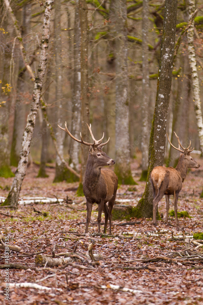 Cerfs