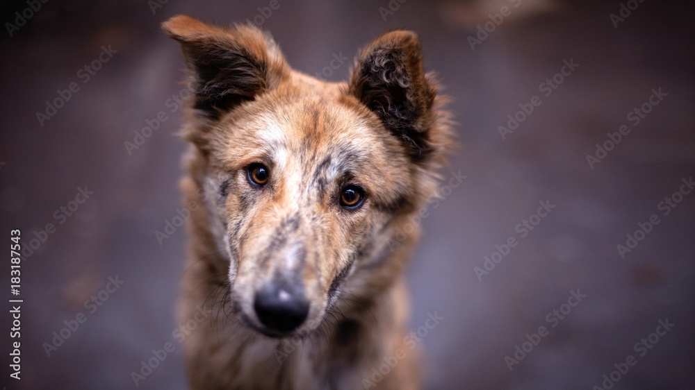 Fototapeta premium Close up brown dog Portrait