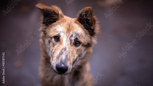 Close up brown dog Portrait