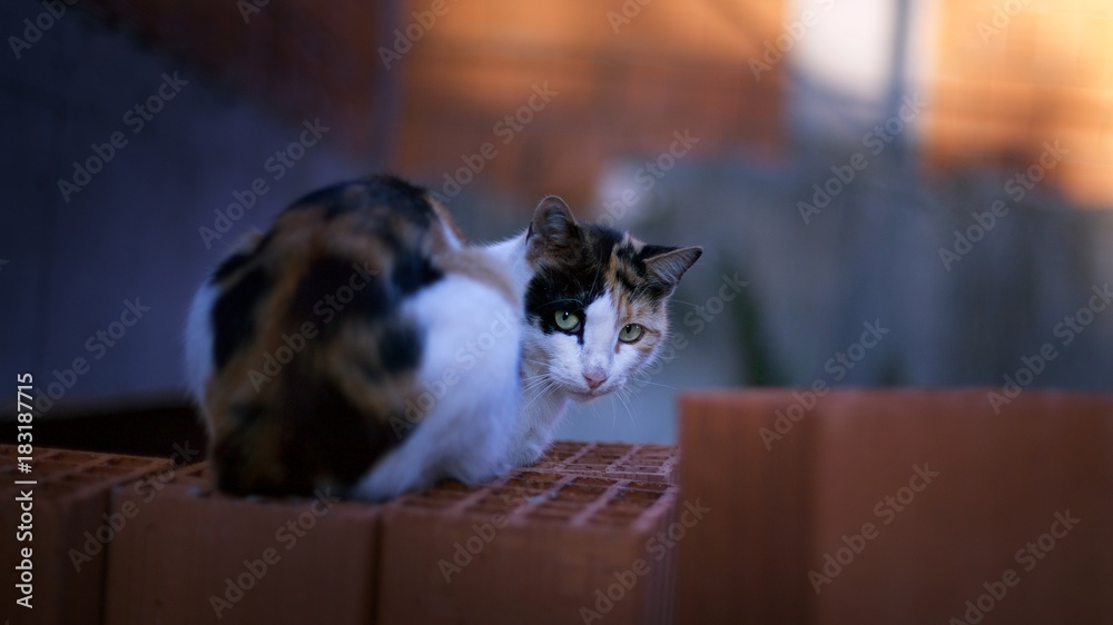 Close up portrait of street cat