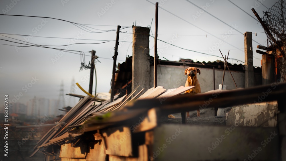 Fototapeta premium Dog is standing on the roof in the slam of Istanbul, Turkey