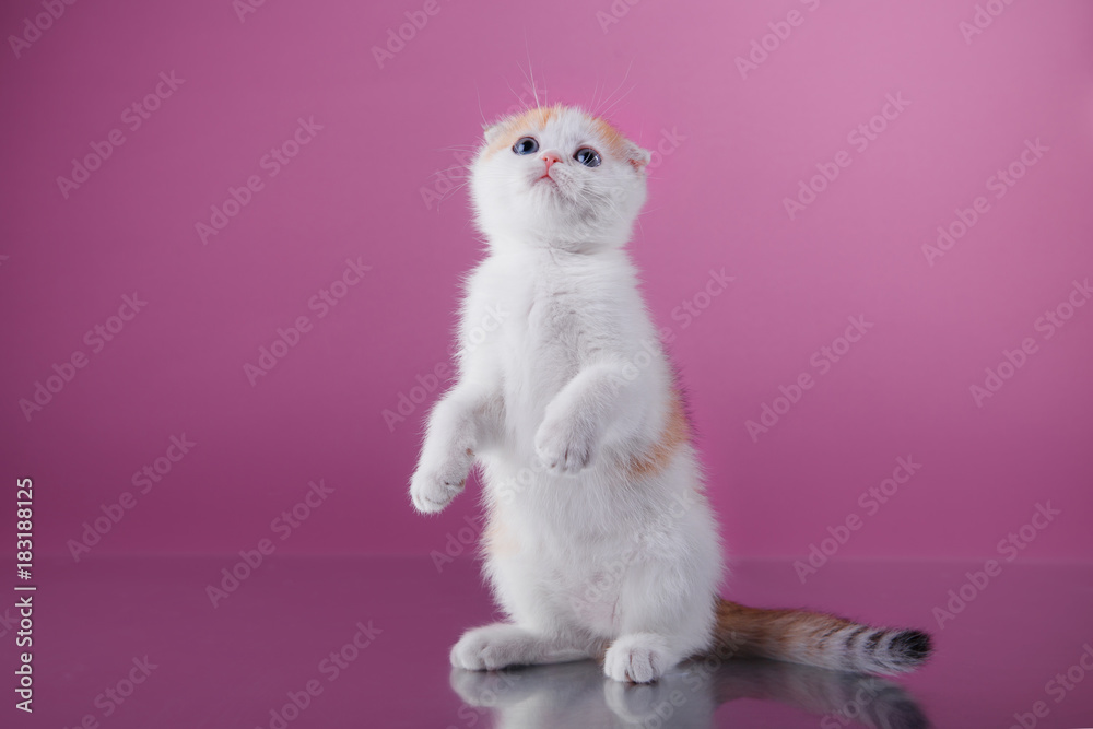 Kitten Scottish breed Kitten Scottish breed