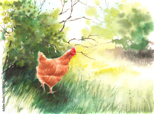 Handwork watercolor illustration. Rural landscape with chicken. .