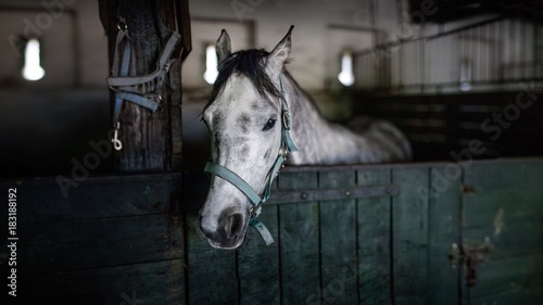 White horse in the barn in Poland