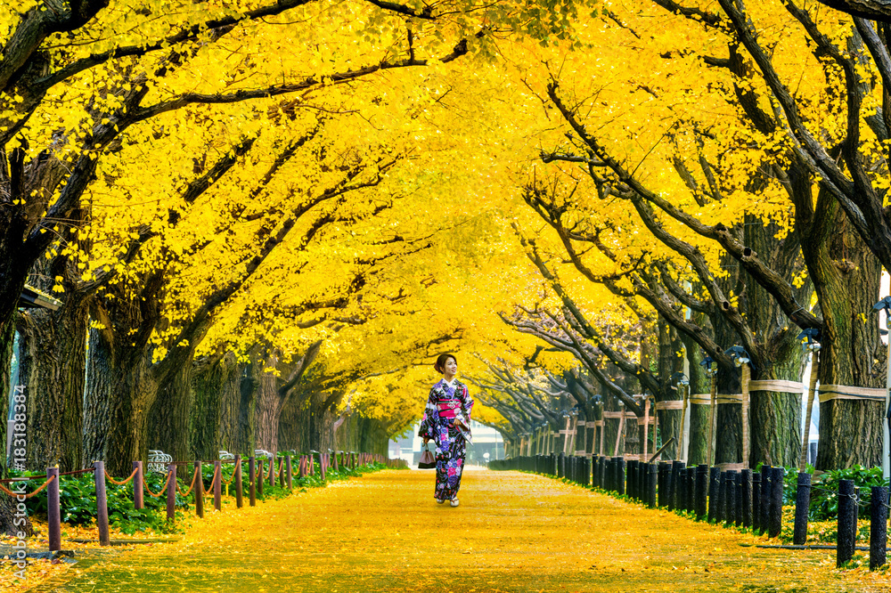 Φωτογραφία Beautiful girl wearing japanese traditional kimono at row of yellow ginkgo tree in autumn