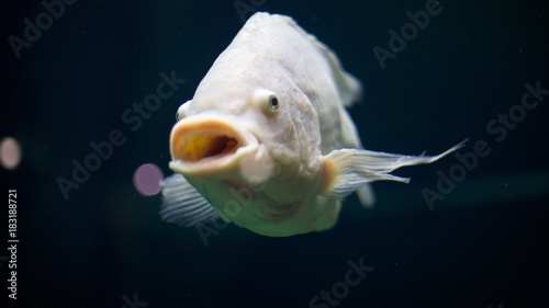 Close up fsh portrait photo