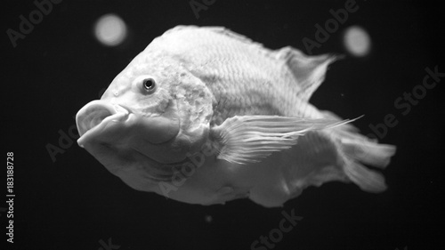 Black and White fish in the water photo