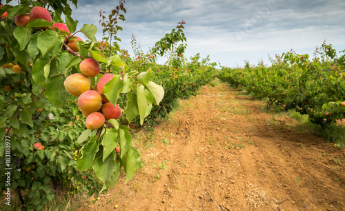 A branch with apricots. Apricot orchard and dirt path. Agricultural field