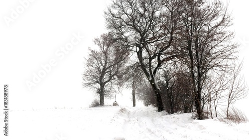 Group of trees in winter